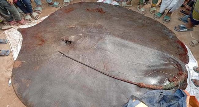 সোনারগাঁওয়ে ধরা পড়ল ৮ মণ ওজনের শাপলাপাতা মাছ