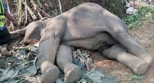 চকরিয়ায় আবারো বন্য হাতির মৃত্যু
