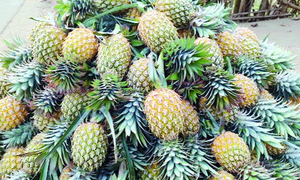 রাঙ্গামাটিতে আগাম আনারসের দরপতনে হতাশ চাষিরা