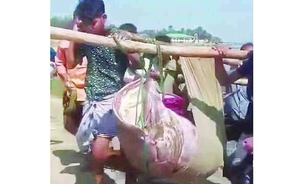 জালে ধরা পড়ল ১৯৪ কেজির বোল মাছ