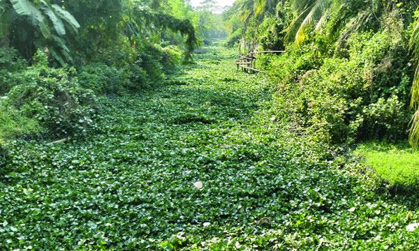 ভাগাড়ে পরিণত হয়েছে চিত্রা ও হক ক্যানেল