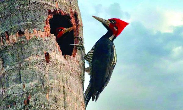 কাঠঠোকরা