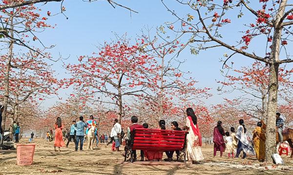 ভ্রমণপিপাসুদের পদচারণায় মুখর শিমুল ফুলের রাজ্য