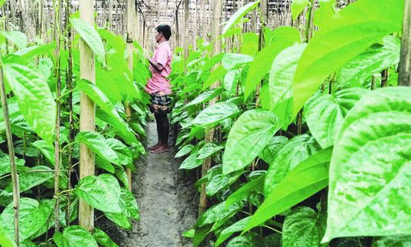 চৌগাছায় মিষ্টি পান চাষে চাঙ্গা গ্রামীণ অর্থনীতি