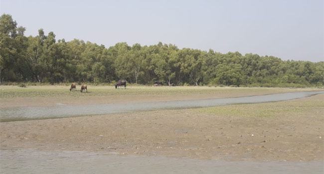 নয়নাভিরাম চর নিজাম