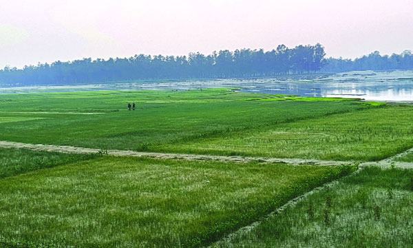 দেবীগঞ্জে করতোয়ার বুকে ফসলের মাঠ