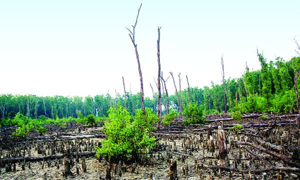 নিঝুম দ্বীপে নৈসর্গিক সৌন্দর্য