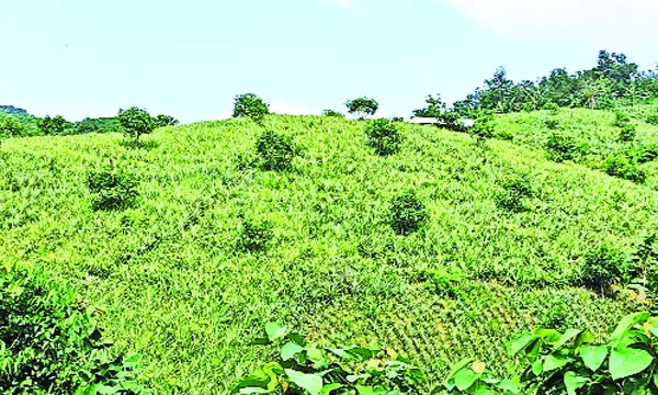 পাহাড়ে নীরব বিপ্লব কৃষিতে