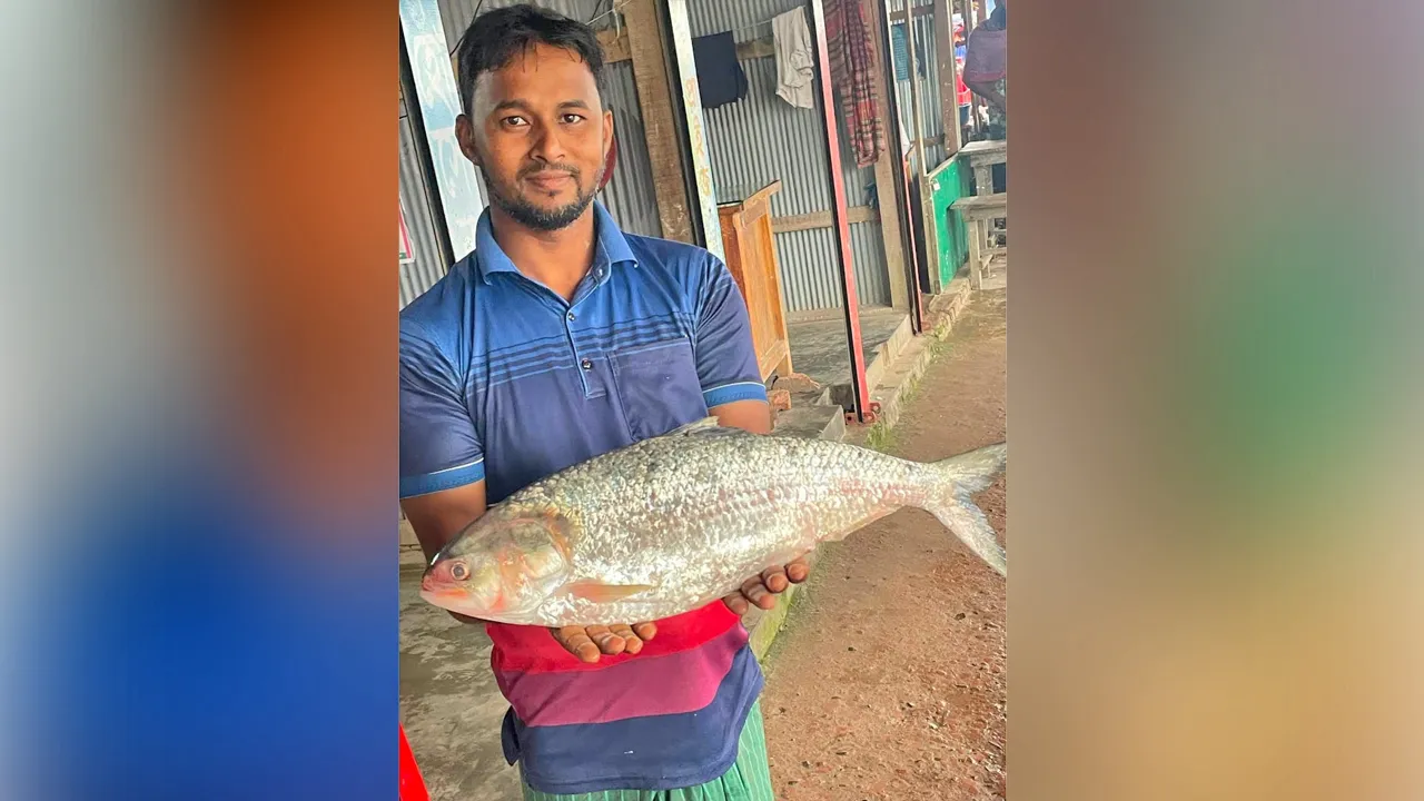 চরফ্যাশনে ২ কেজি ৬০০ গ্রামের ইলিশ বিক্রি ১৪ হাজারে