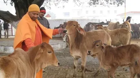 রাজ্যের উন্নয়নে ২০ টাকা লিটারে গো-মূত্র কিনবে যোগী সরকার