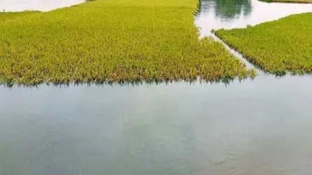 পাহাড়ি ঢল ও টানা বৃষ্টিতে নদ-নদীর পানি বাড়ছে, শেরপুরে গ্রীষ্মেই বন্যার আশঙ্কা
