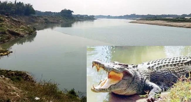 রাজবাড়ীর গড়াই নদীতে ভেসে উঠছে কুমির