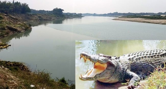 রাজবাড়ীর গড়াই নদীতে ভেসে উঠছে কুমির