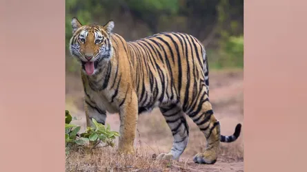 দক্ষিণ আফ্রিকা থেকে ডুলাহাজারা সাফারি পার্কে এলো ৩টি বাঘ শাবক