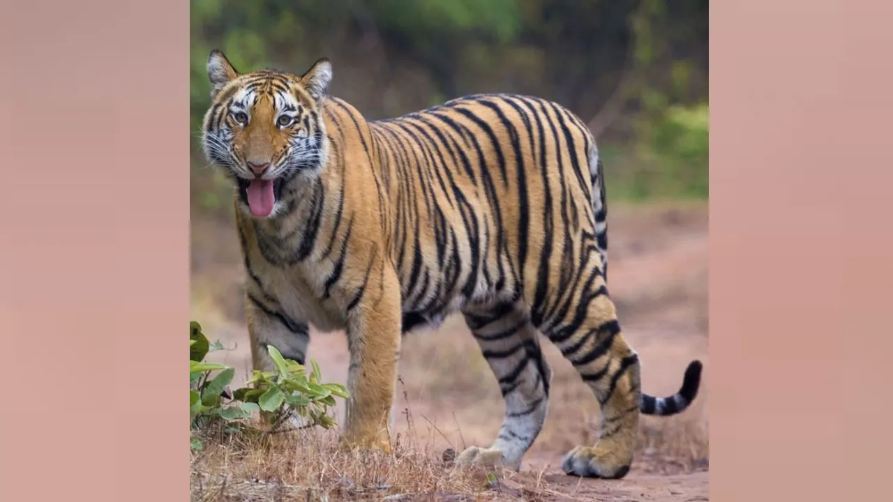 দক্ষিণ আফ্রিকা থেকে ডুলাহাজারা সাফারি পার্কে এলো ৩টি বাঘ শাবক