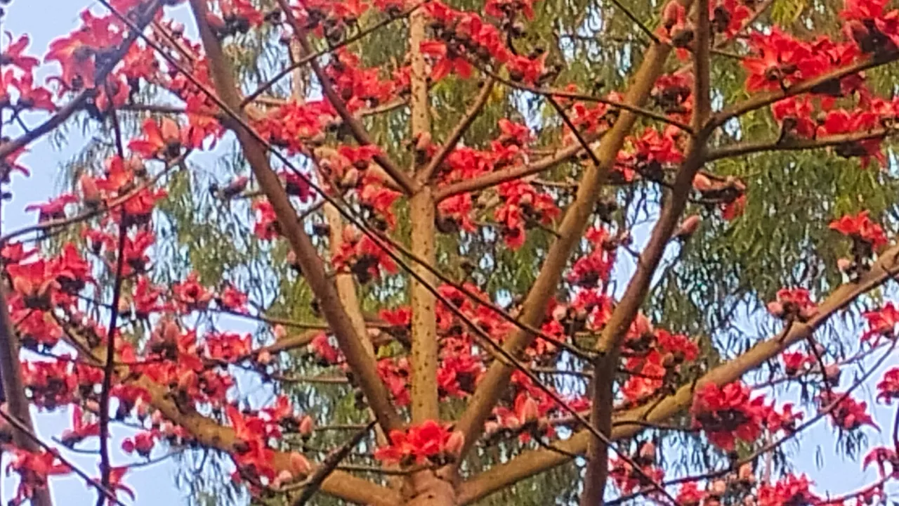 শিমুলের সৌন্দর্যে প্রকৃতি সেজেছে নতুন সাজে