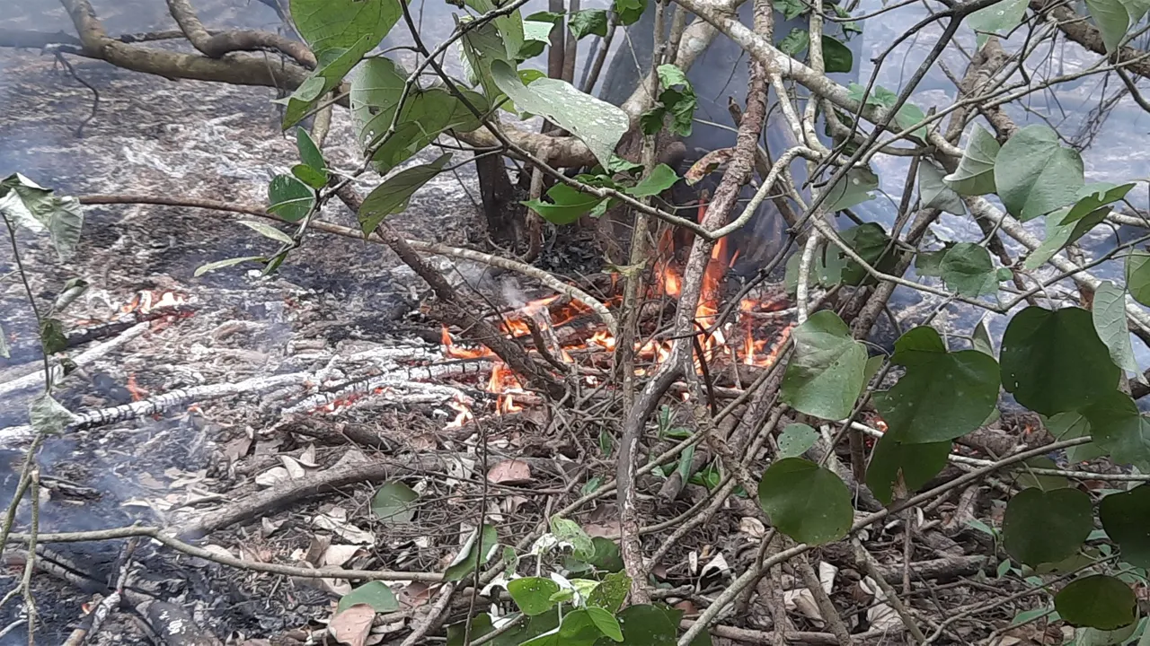 সুন্দরবনের আগুনের কারণ না জানাতে পারলেও ১৮ সুপারিশ কমিটির