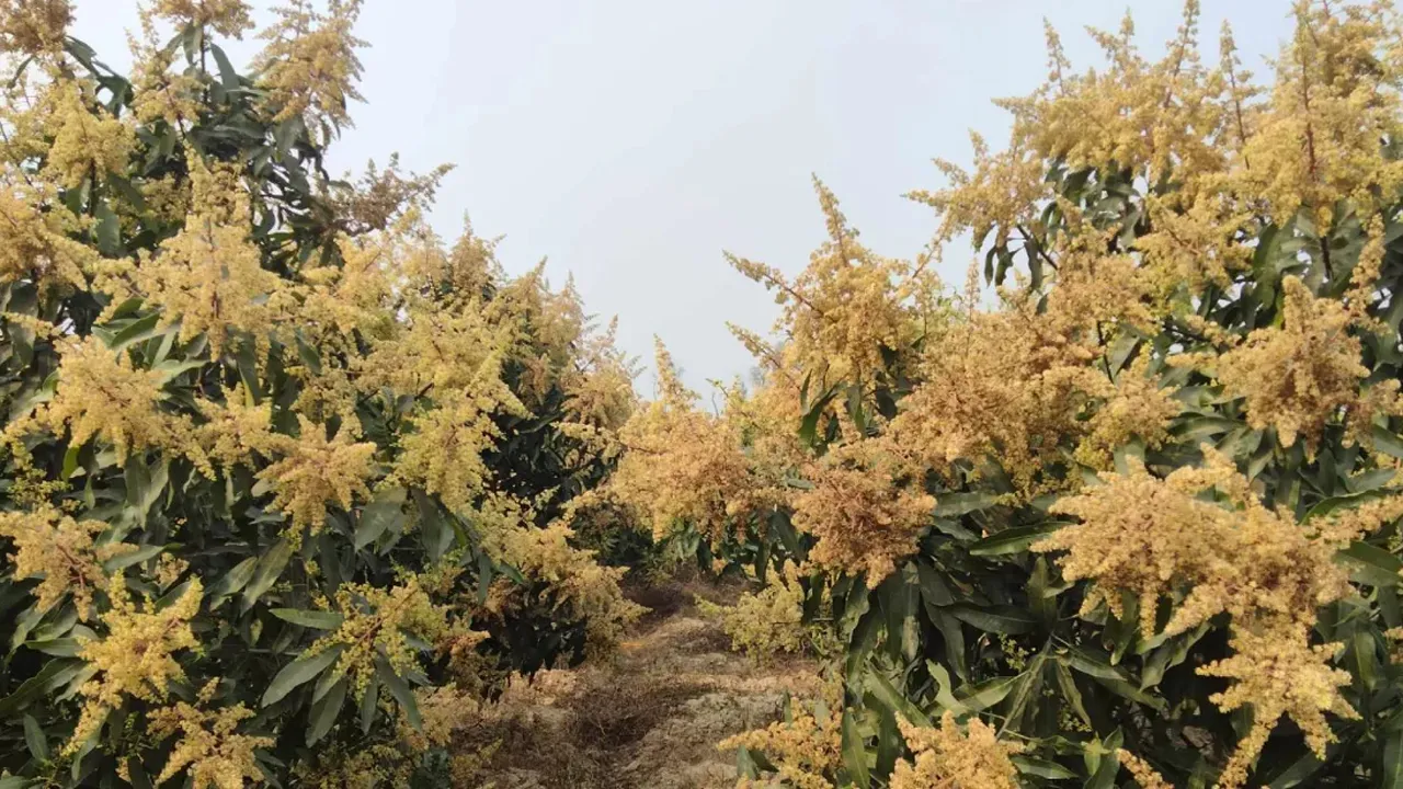 নওগাঁয় আমে ৩৫০০ কোটি টাকা বাণিজ্যের সম্ভাবনা