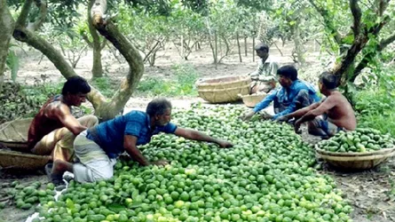 যে গ্রামের বাতাসে ভেসে বেড়ায় লেবুর ঘ্রাণ
