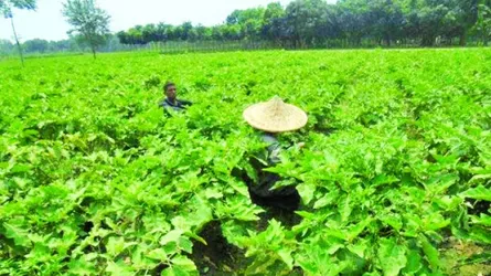 চৌগাছায় ইরি বেগুনের ব্যাপক চাষ