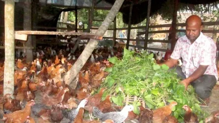 ঝালকাঠিতে মিশ্র খামার করে সাবলম্বী হালিম