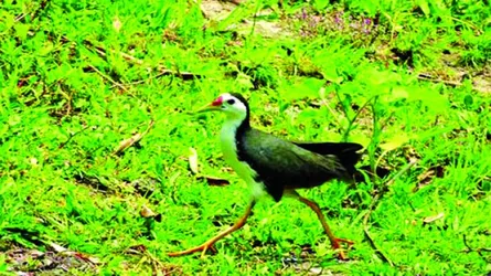 হারিয়ে যাচ্ছে ডাহুক