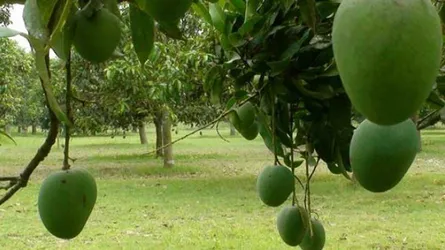 দেরিতে পাকছে চাঁপাইনবাবগঞ্জের আম