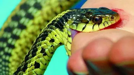 নড়াইলে সাপের কামড়ে শিশুসহ দু’জনের মৃত্যু