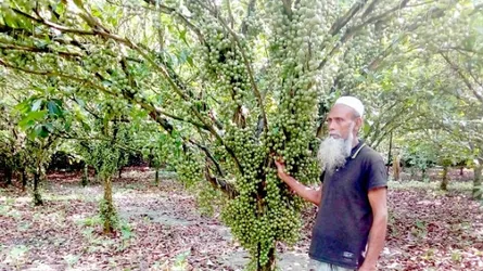 লটকন চাষে লাখপতি