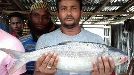 আড়াই কেজির ইলিশ বিক্রি হলো সাড়ে ৯ হাজারে