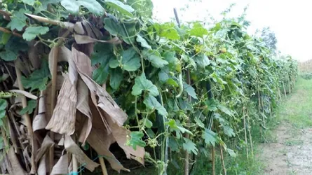 মিরসরাইয়ে চিচিংঙ্গার বাম্পার ফলন