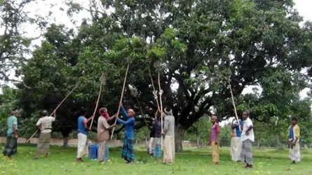 স্বাদে-গন্ধে-মানে অনন্য নওগাঁর আম