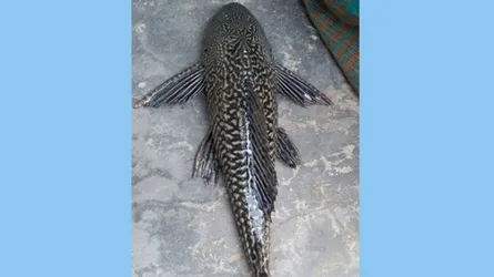 'ফাইস্যা' জালে আজব মাছ