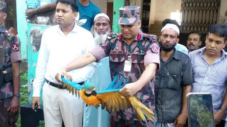 আখাউড়ায় বিরল প্রজাতির ২৮ পাখি উদ্ধার