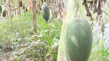 বারোমাসি বেবি তরমুজে নতুন স্বপ্ন