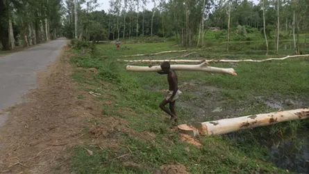 তাড়াশে বিদ্যুৎ সঞ্চালন লাইন নির্মানে গাছ নিধন
