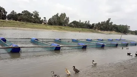 নওগাঁয় খাঁচায় মাছ চাষে সাড়া মিলছে না