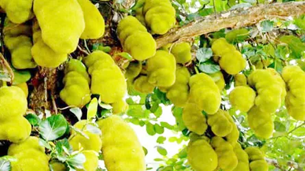 রাস্তাজুড়ে গাছে গাছে কাঁঠাল, মুগ্ধ পথচারীরাও