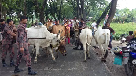 চৌগাছার পশু হাট থেকে গরু আটক
