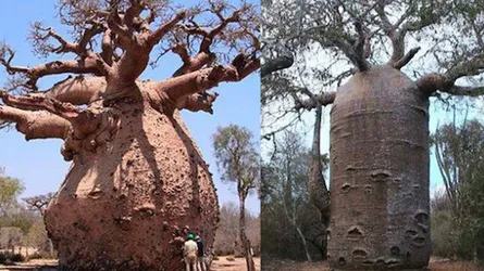 হঠাৎ করে মরে যাচ্ছে 'পেটফুলো' গাছগুলো
