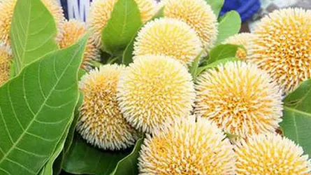 স্বাগত আষাঢ়