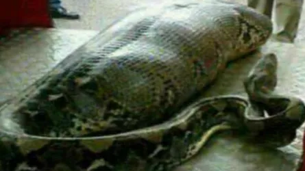 অজগরটি যেভাবে একটি নারীকে গিলে ফেলেছিল