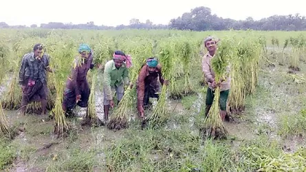 বালিয়াকান্দিতে পাট চাষিদের মাথায় হাত