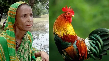 মোরগ দিয়ে জীবন বাঁচালেন তমিজা বেগম