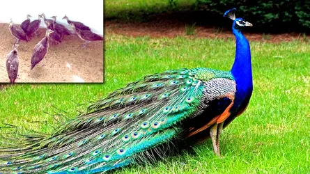 দেশে বিলুপ্তপ্রায় ময়ূরের বাচ্চা উৎপাদন