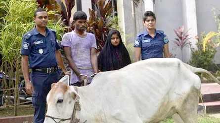 গরু চুরি করতে গিয়ে স্বামী-স্ত্রী আটক