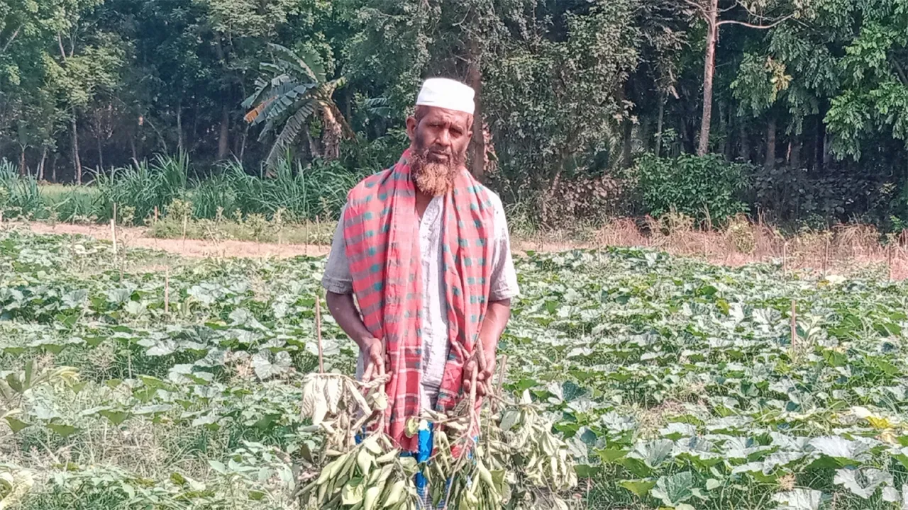 চৌগাছায় কৃষকের ২ বিঘা জমির মাল্টা গাছ কেটে দিল দুর্বৃত্তরা