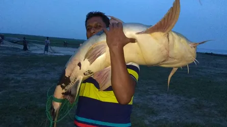 রাজবাড়ীর পদ্মায় ধরা পড়লো ২৮ কেজি ওজনের বাঘাইড় ও ২৫ কেজির পাঙাশ
