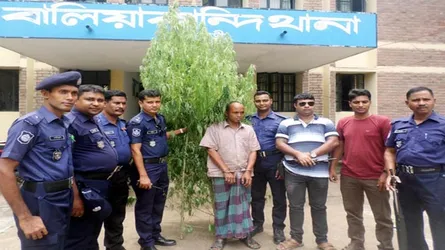 ৫ কেজি গাঁজার গাছসহ এক চাষী গ্রেফতার