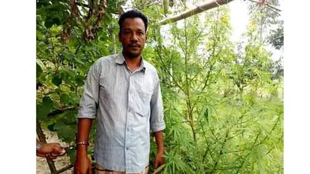 নওগাঁয় গাঁজা গাছসহ এক মাদক ব্যবসায়ী আটক